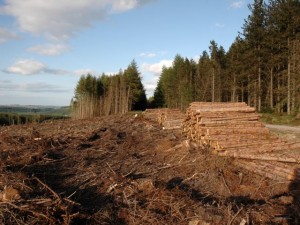 Försäljning av skog